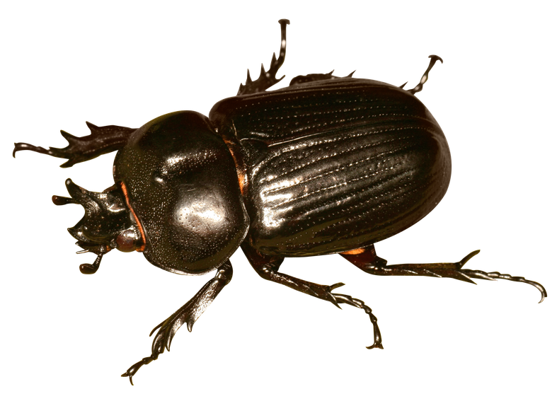 Beetle Close Up Png (black)