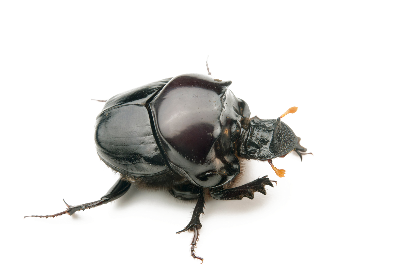 Beetle Dung Png (white, black)