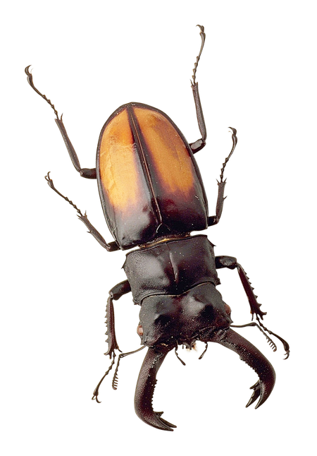 Beetle Insect Png (black)