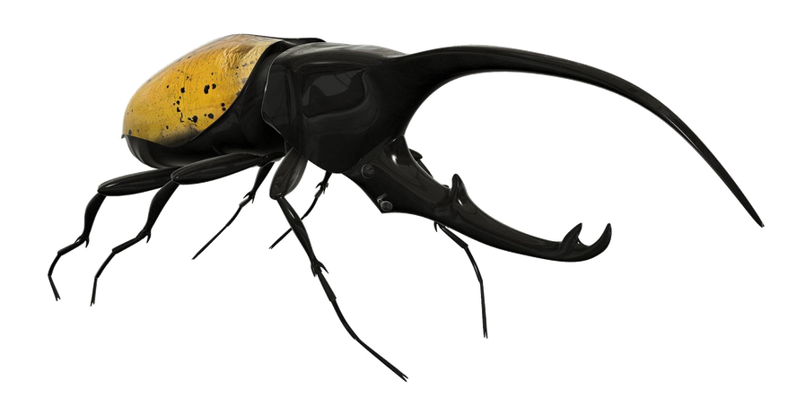 Beetle Png (black)