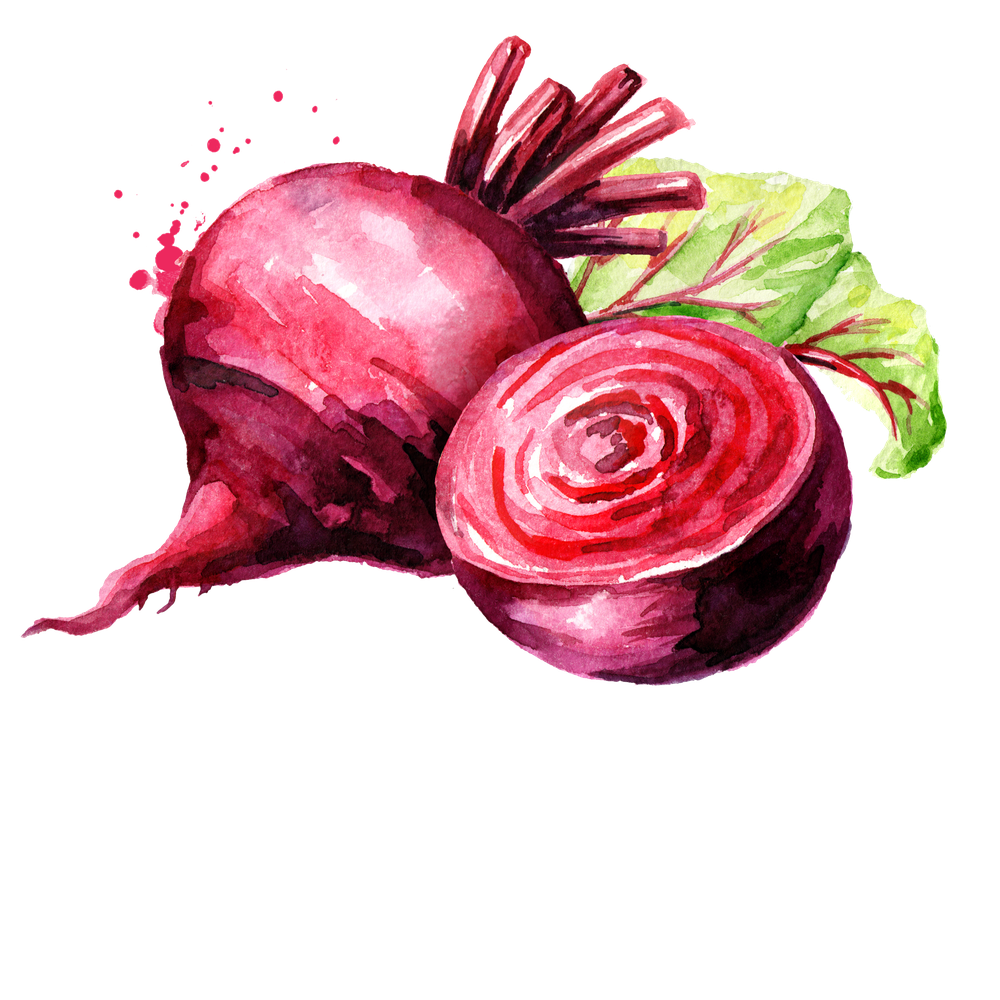 Beetroot Png Hd (salmon, black)