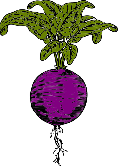 Beetroot Png Image (green, purple, black, olive)