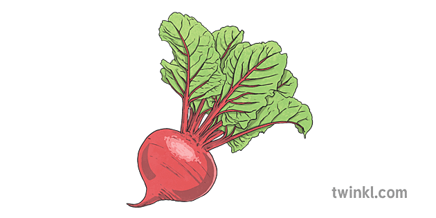 Beetroot Transparent Png (salmon, gray)