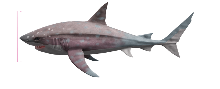 Megalodon Shark Png Photos (black, gray, indigo)