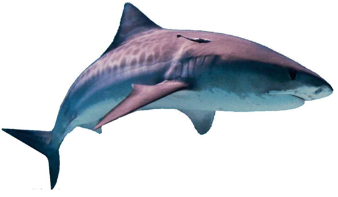 Megalodon Shark Png Pic (lavender, black, gray, white)