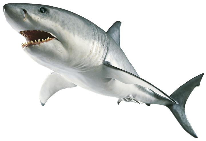 Megalodon Shark Png Transparent Image (black, silver, beige)