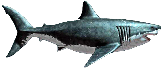 Megalodon Shark Transparent Png (black)