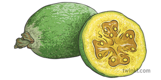 Feijoa Png Photo (black, olive, gray)