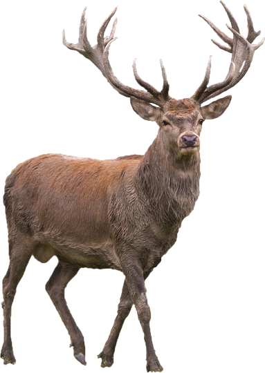 Reindeer Png Isolated Transparent Hd Photo (gray, olive, black)