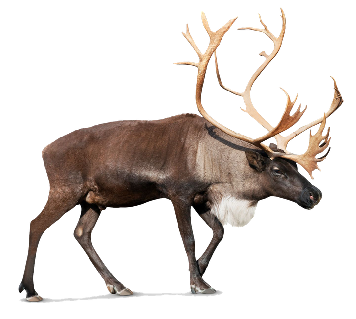 Reindeer Png Picture (black)