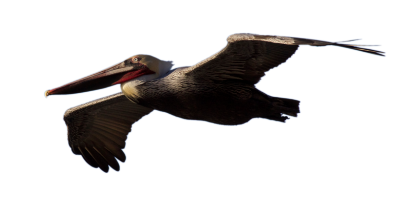 Pelican Png Background Image (black)