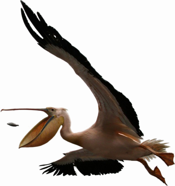 Pelican Png Clipart (white, black)