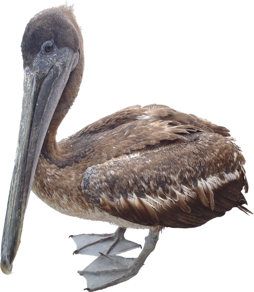 Pelican Png Free Download (black)