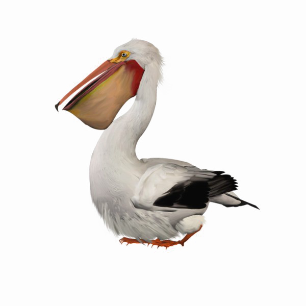 Pelican Png Image (white, black)