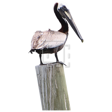 Pelican Png Pic (lavender, white, silver)