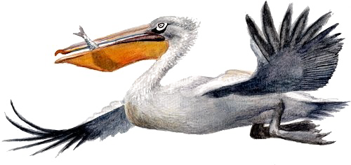 Pelican Png Picture (white)