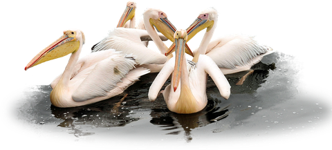 Pelican Png Transparent Picture (black, gray)