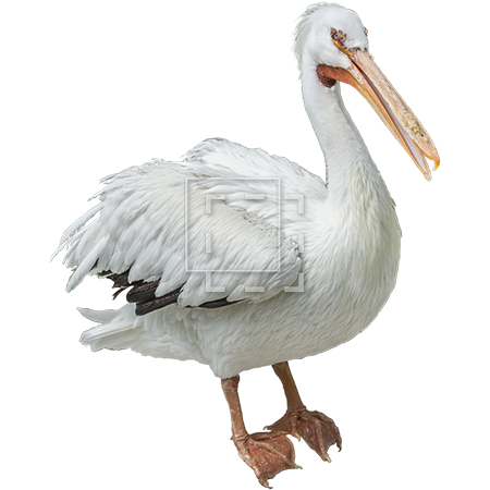 Pelican Transparent Background (lavender, white, black, silver, gray)