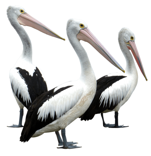 Pelican Transparent Images Png (black, white)