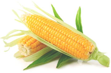 Yellow Corn Png (black, white)