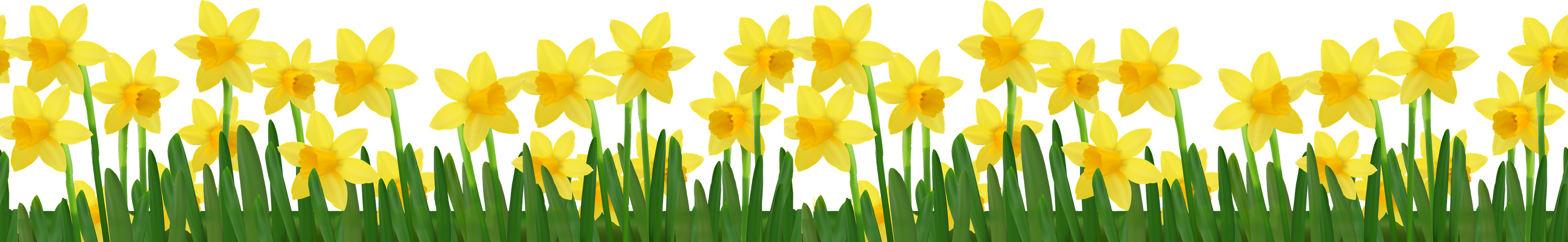 Yellow Daffodil Png Isolated File (black, chocolate, olive, orange)