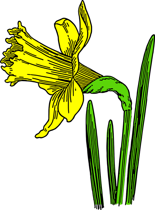 Yellow Daffodil Png Isolated Hd Pictures (black, green, olive, yellow)