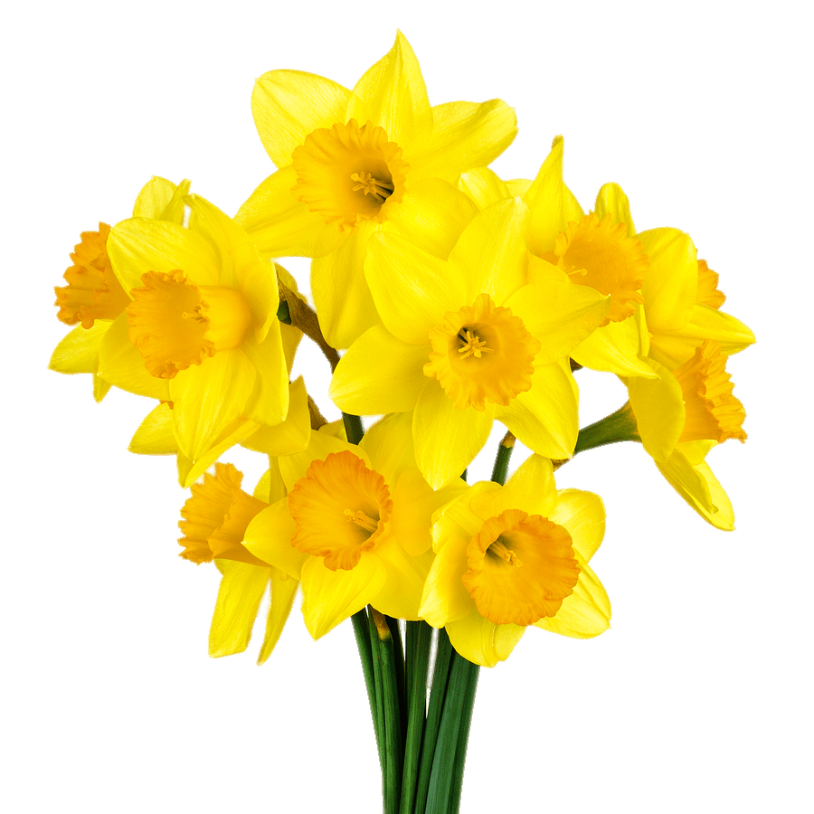 Yellow Daffodil Png Isolated Hd (gold, gray, orange)