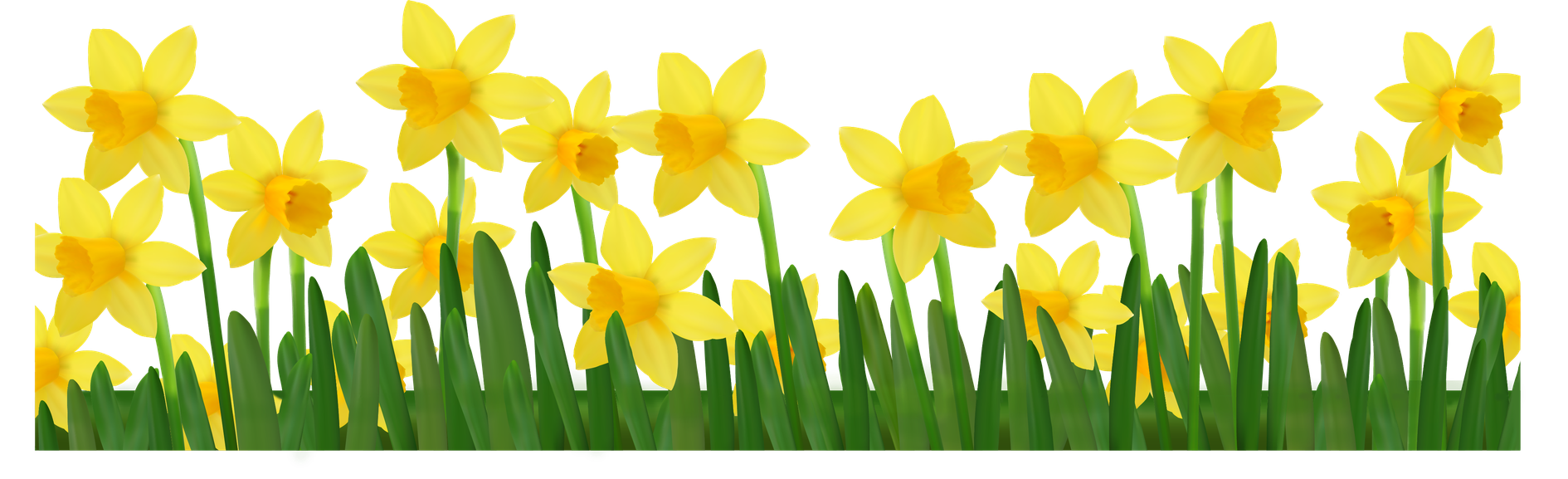 Yellow Daffodil Png Isolated Image (black, green, yellow)