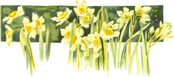 Yellow Daffodil Png Isolated Photo (black, beige)