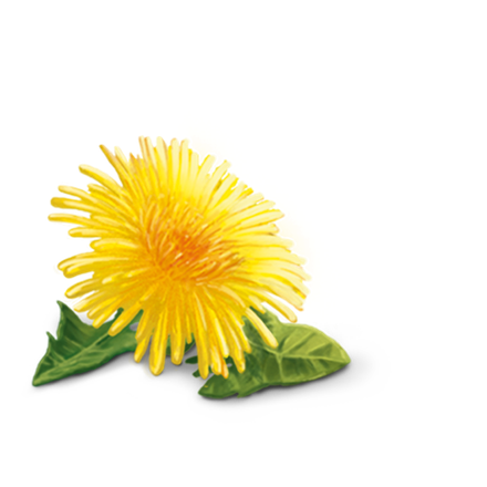 Yellow Dandelion Png Hd (black, olive, orange, yellow)