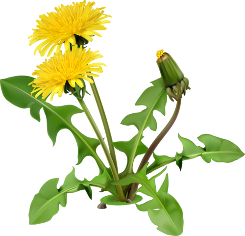 Yellow Dandelion Png Image (black)