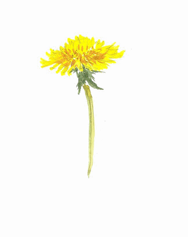 Yellow Dandelion Png Photos (white)