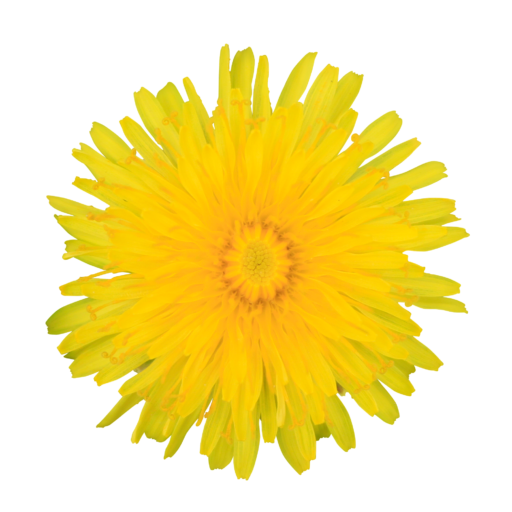 Yellow Dandelion Png Pic (black, gold, orange)