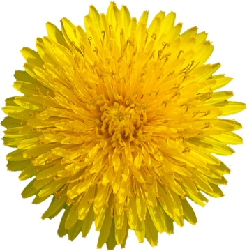 Yellow Dandelion Png Transparent Image (black, gold, olive, orange)