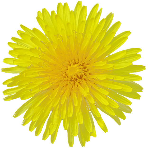 Yellow Dandelion Transparent Background (gray)