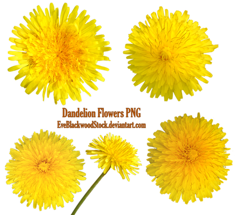 Yellow Dandelion Transparent Png (black, gold)