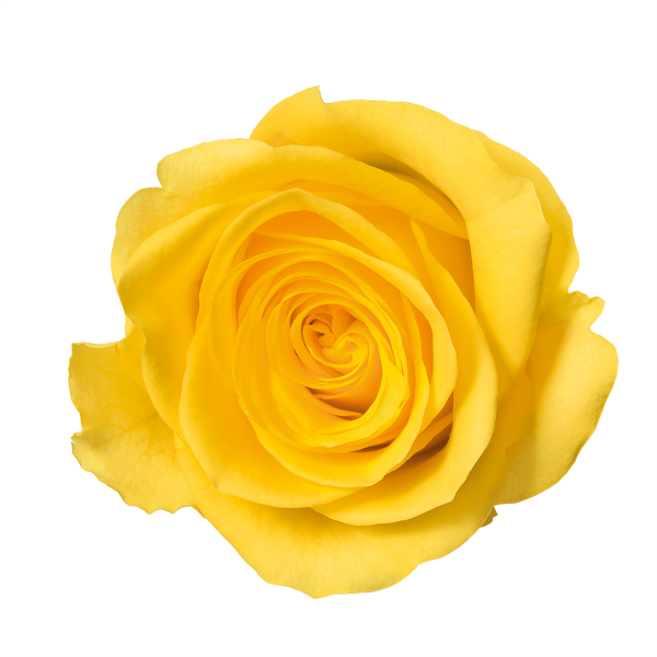 Yellow Png Isolated Pic (black, orange, gold)