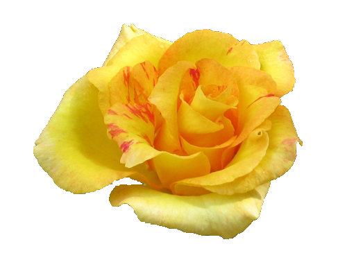 Yellow Rose Png Pic (orange, chocolate, white)