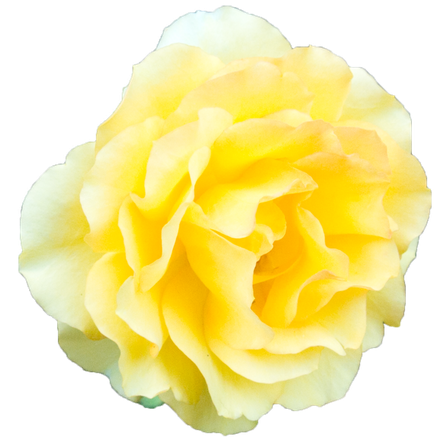 Yellow Rose Transparent Background (black, gold)