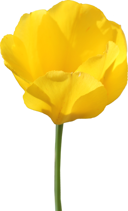 Yellow Tulip Png (black, orange, gold)