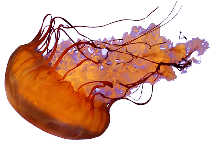 Jellyfish Png Clipart (chocolate, white)