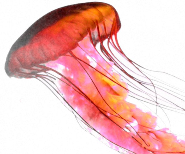 Jellyfish Png Cutout (black)