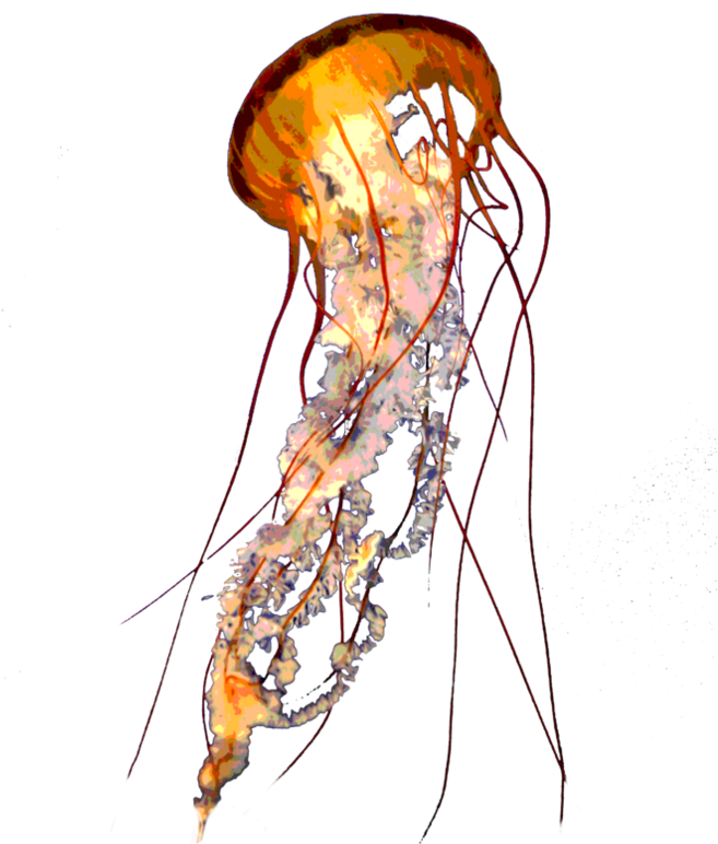 Jellyfish Png Free Image (black)