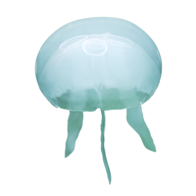 Jellyfish Png Image (mint, black, lavender)