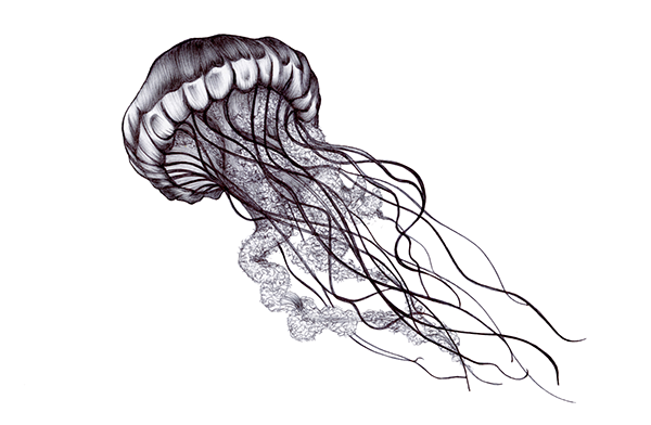 Jellyfish Png Images (black)