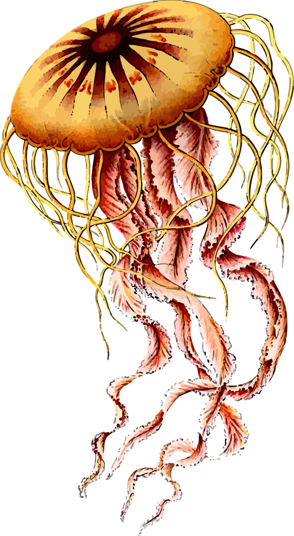 Jellyfish Png Photos (black)