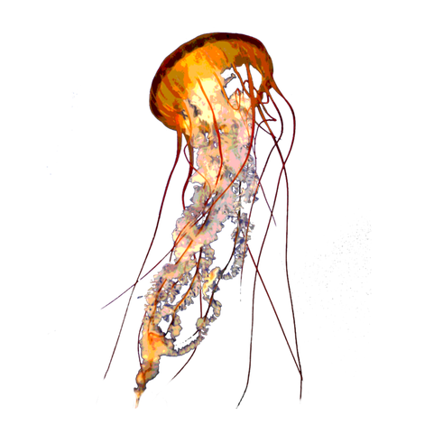 Jellyfish Png Pic (black)