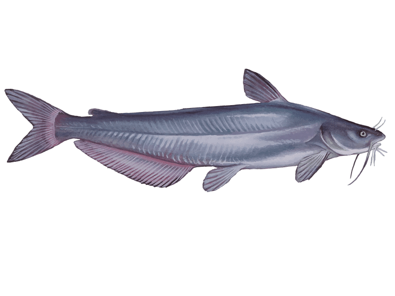 Wels Catfish Png Clipart (gray)