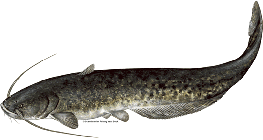 Wels Catfish Png Hd Isolated (black)