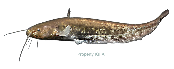 Wels Catfish Png Hd (black)